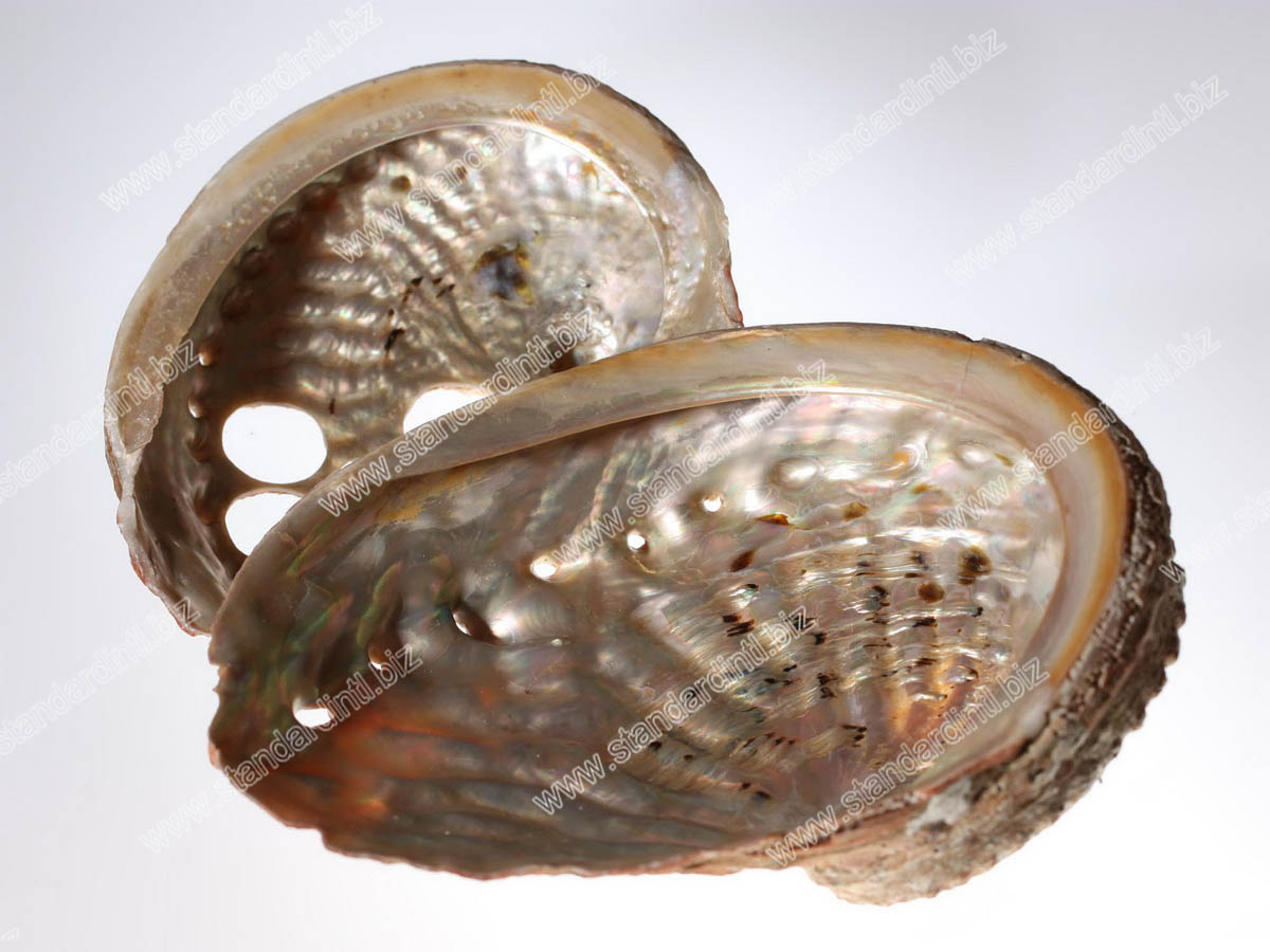 Abalone shell 2
