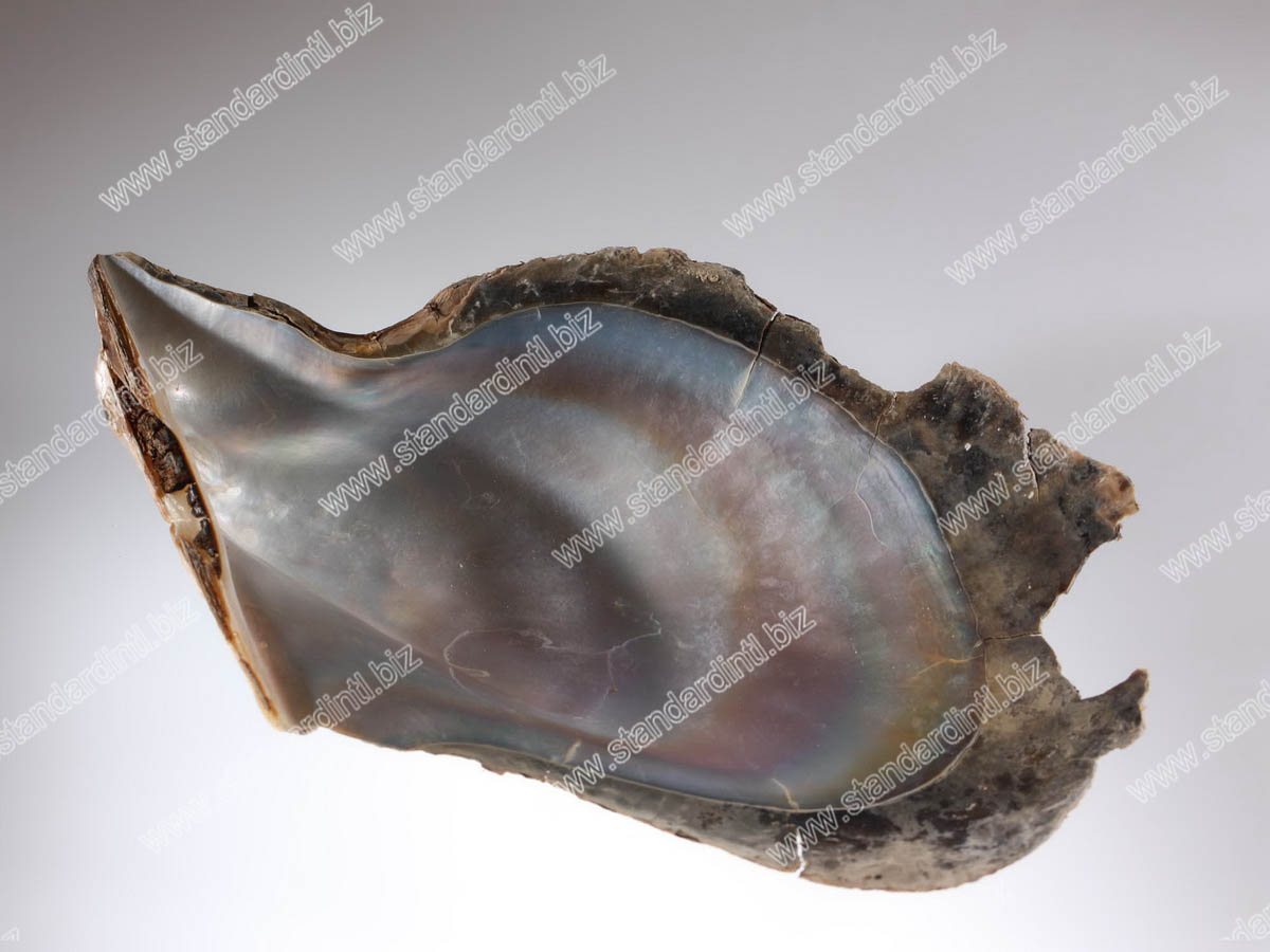 Penguin Oyster shell