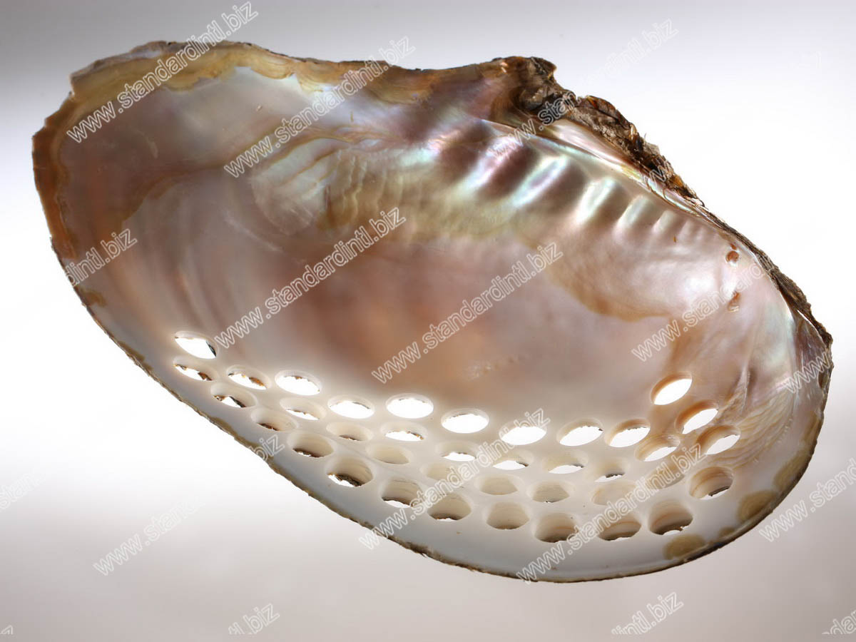 River Shell 1