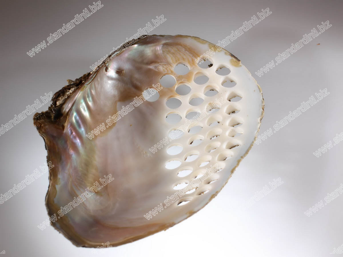 River shell 2