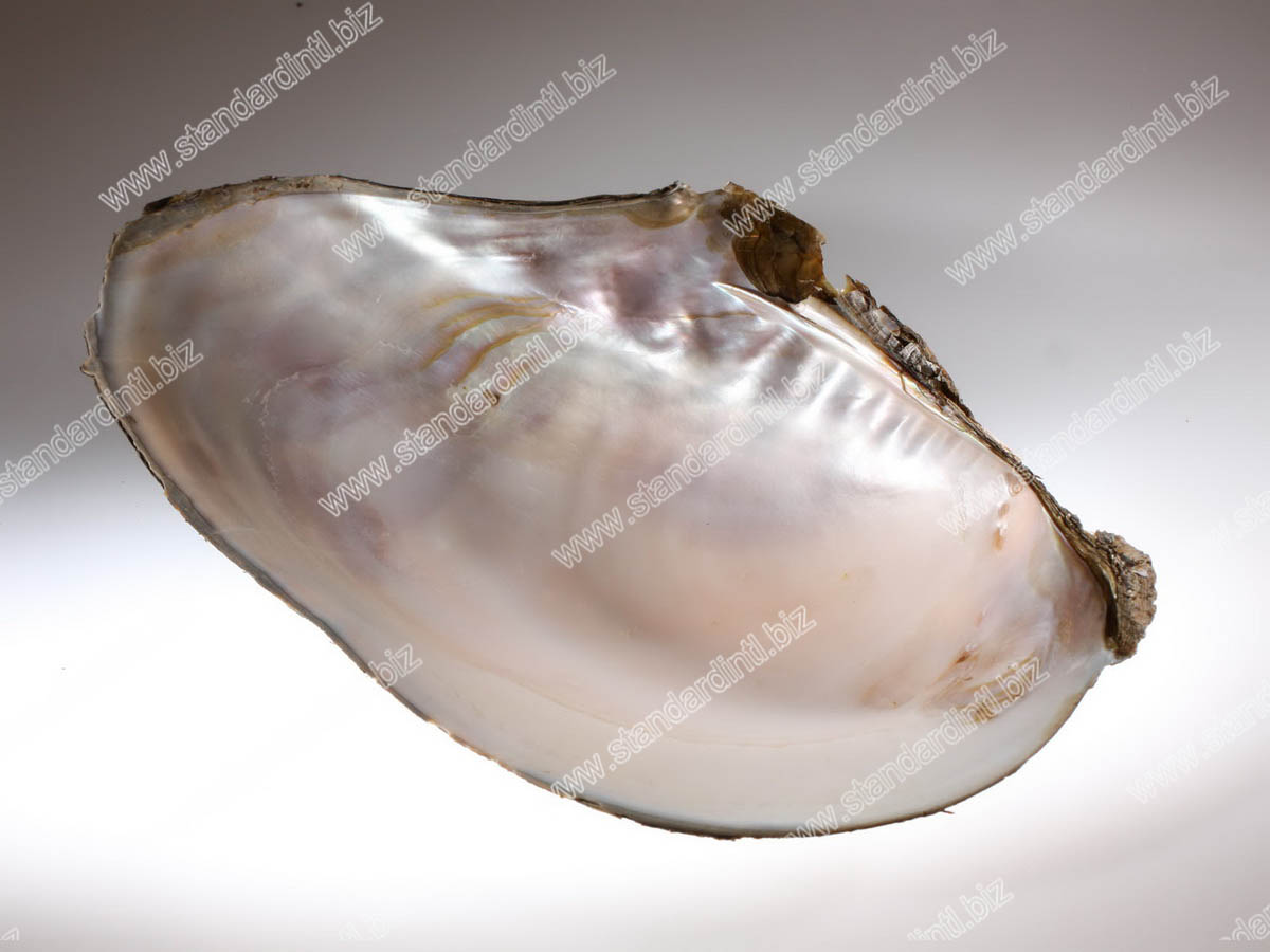 River shell 3